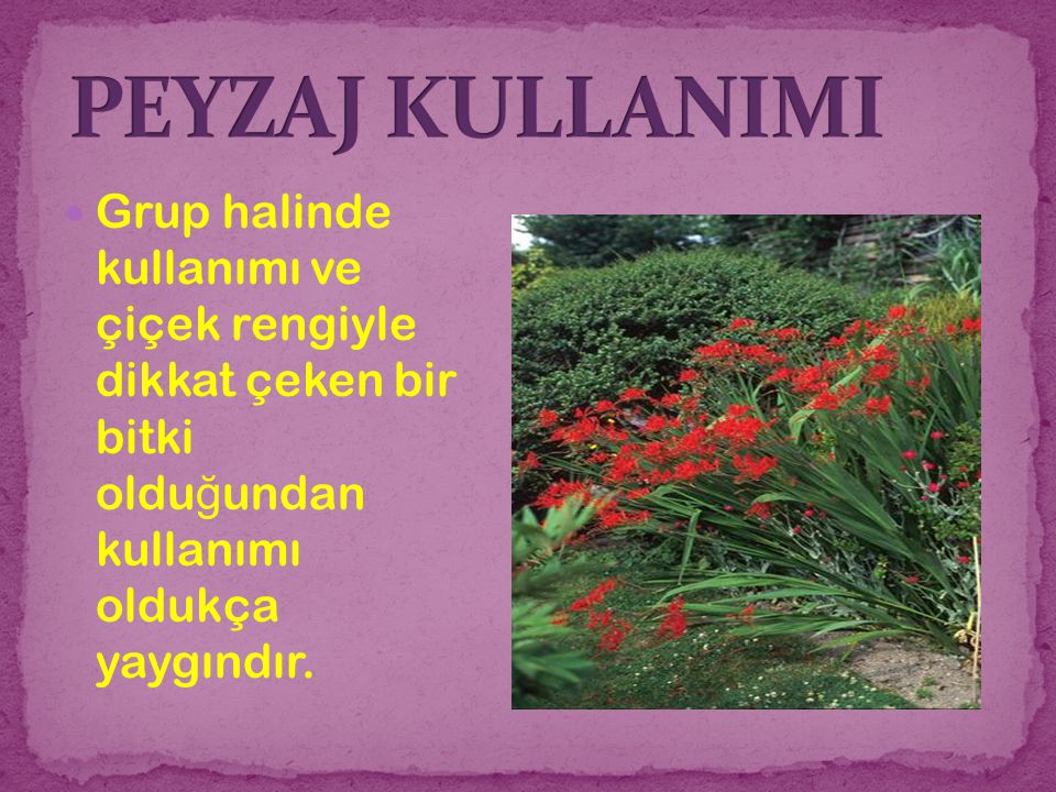 PEYZAJ KULLANIMI Grup halinde kullanımı ve çiçek rengiyle dikkat çeken bir bitki olduğundan kullanımı oldukça yaygındır.