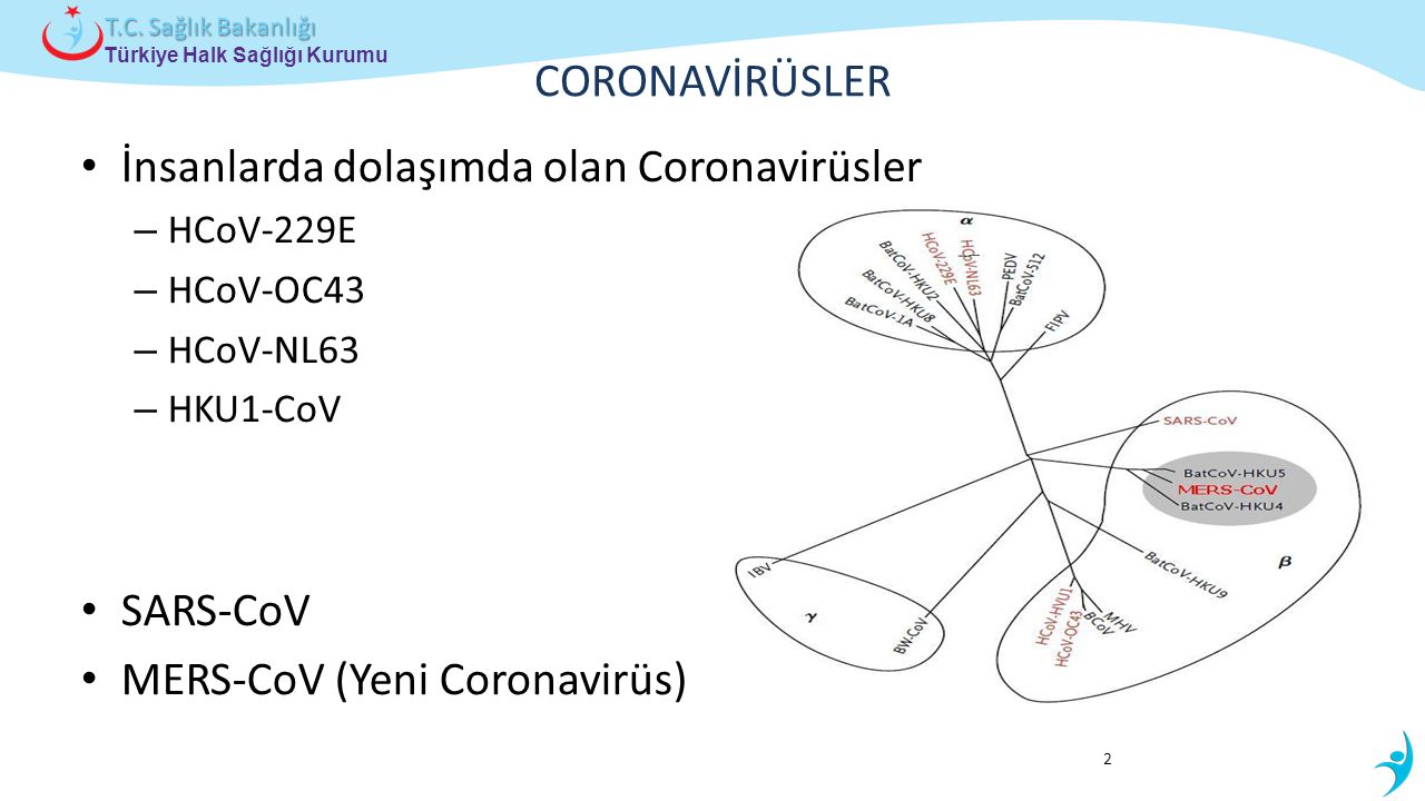 İnsanlarda dolaşımda olan Coronavirüsler
