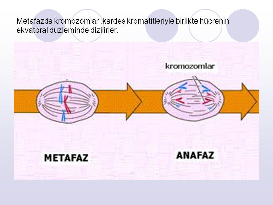 Metafazda kromozomlar ,kardeş kromatitleriyle birlikte hücrenin ekvatoral düzleminde dizilirler.