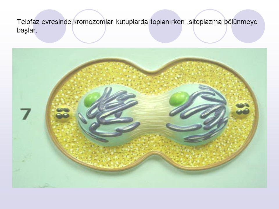 Telofaz evresinde,kromozomlar kutuplarda toplanırken ,sitoplazma bölünmeye başlar.