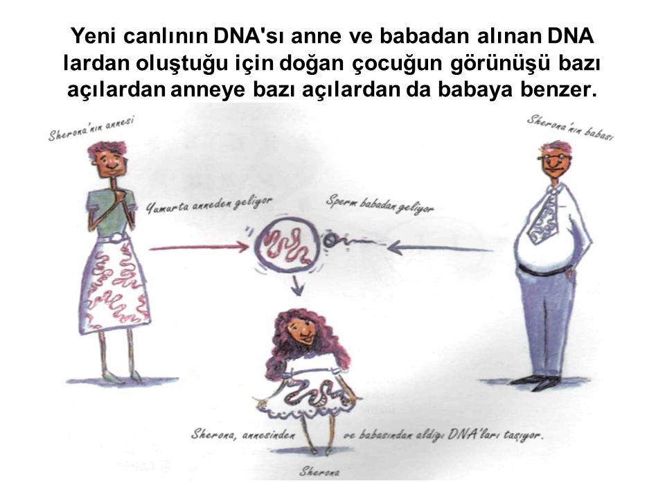 Yeni canlının DNA sı anne ve babadan alınan DNA lardan oluştuğu için doğan çocuğun görünüşü bazı açılardan anneye bazı açılardan da babaya benzer.
