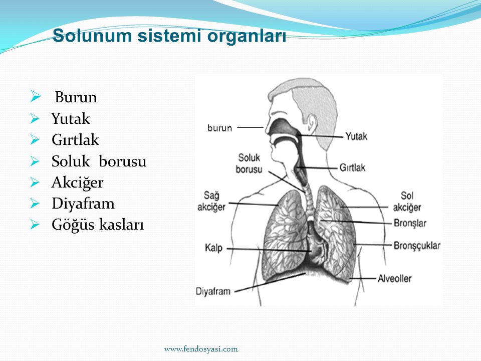 Solunum sistemi organları