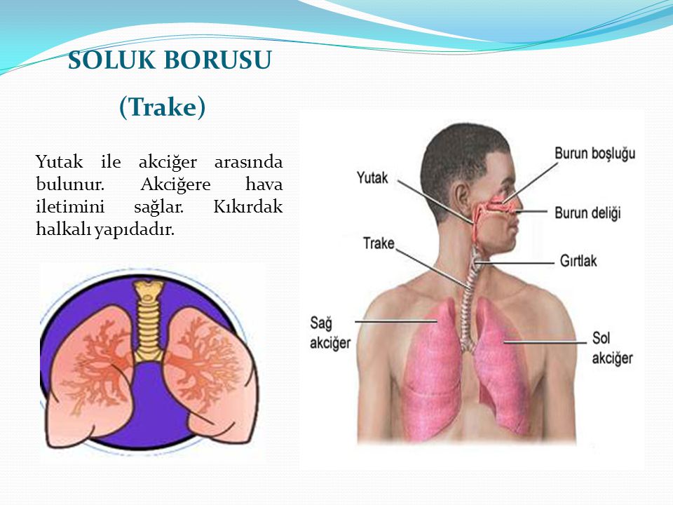 SOLUK BORUSU (Trake) Yutak ile akciğer arasında bulunur.