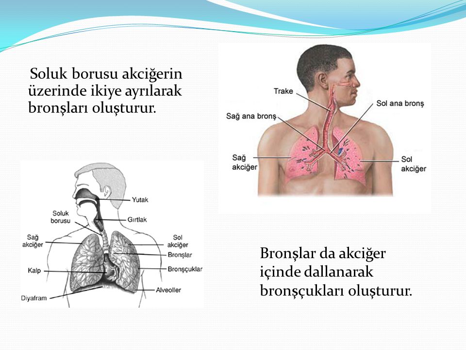 Soluk borusu akciğerin üzerinde ikiye ayrılarak bronşları oluşturur.