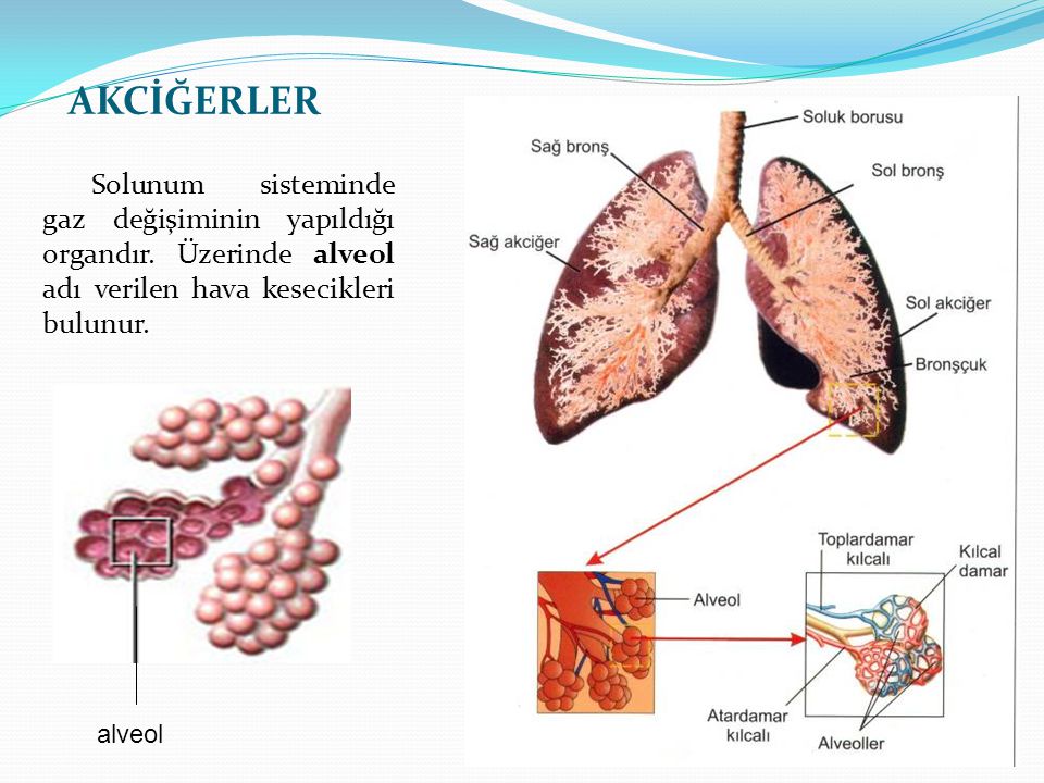 AKCİĞERLER Solunum sisteminde gaz değişiminin yapıldığı organdır. Üzerinde alveol adı verilen hava kesecikleri bulunur.