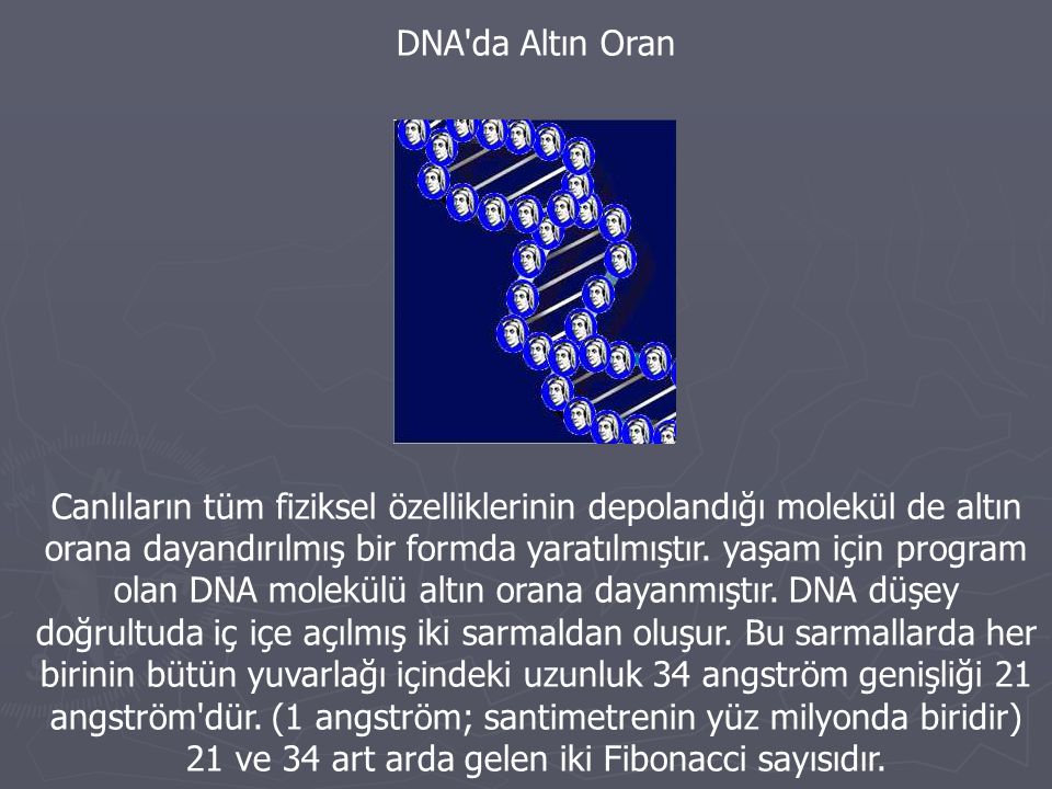 DNA da Altın Oran