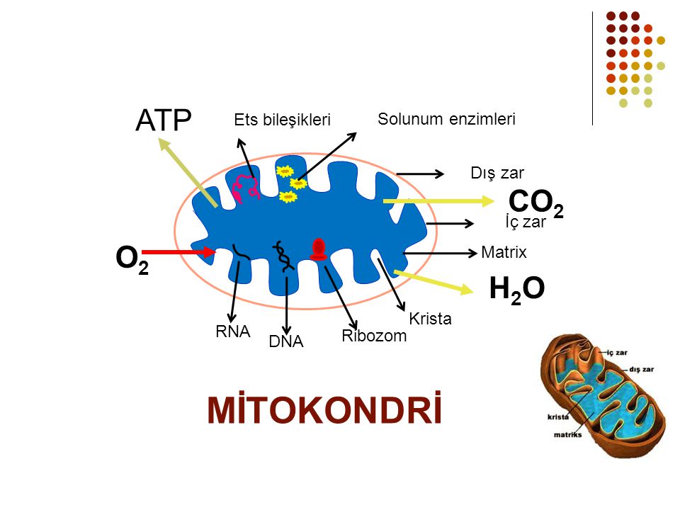 MİTOKONDRİ ATP CO2 O2 H2O Ets bileşikleri Solunum enzimleri Dış zar