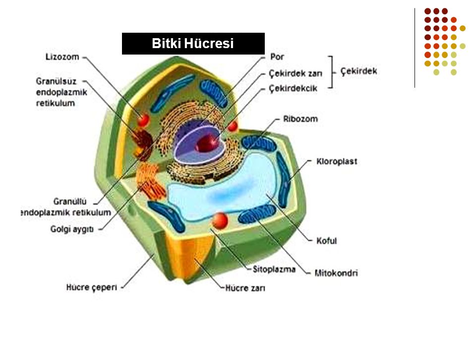 Bitki Hücresi