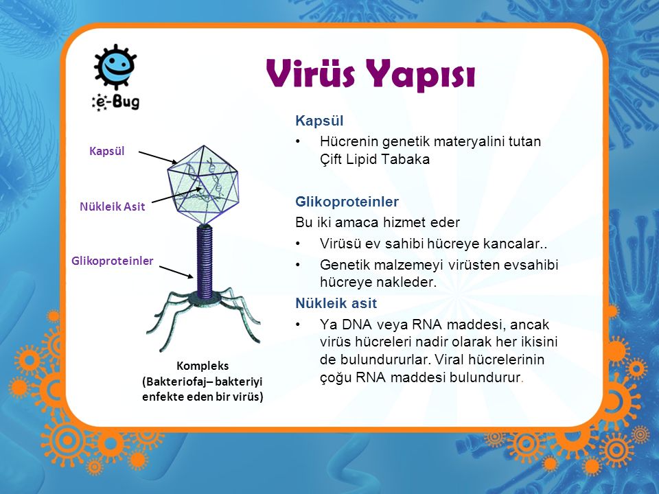 (Bakteriofaj– bakteriyi enfekte eden bir virüs)