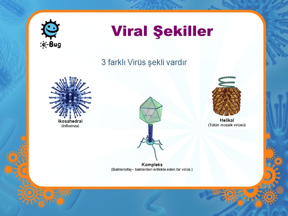 (Bakteriofaj – bakterileri enfekte eden bir virüs )
