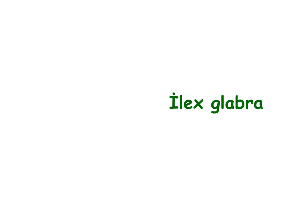 İlex glabra