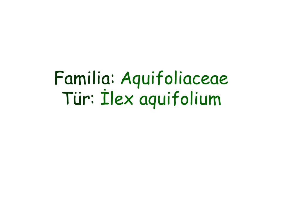 Familia: Aquifoliaceae Tür: İlex aquifolium