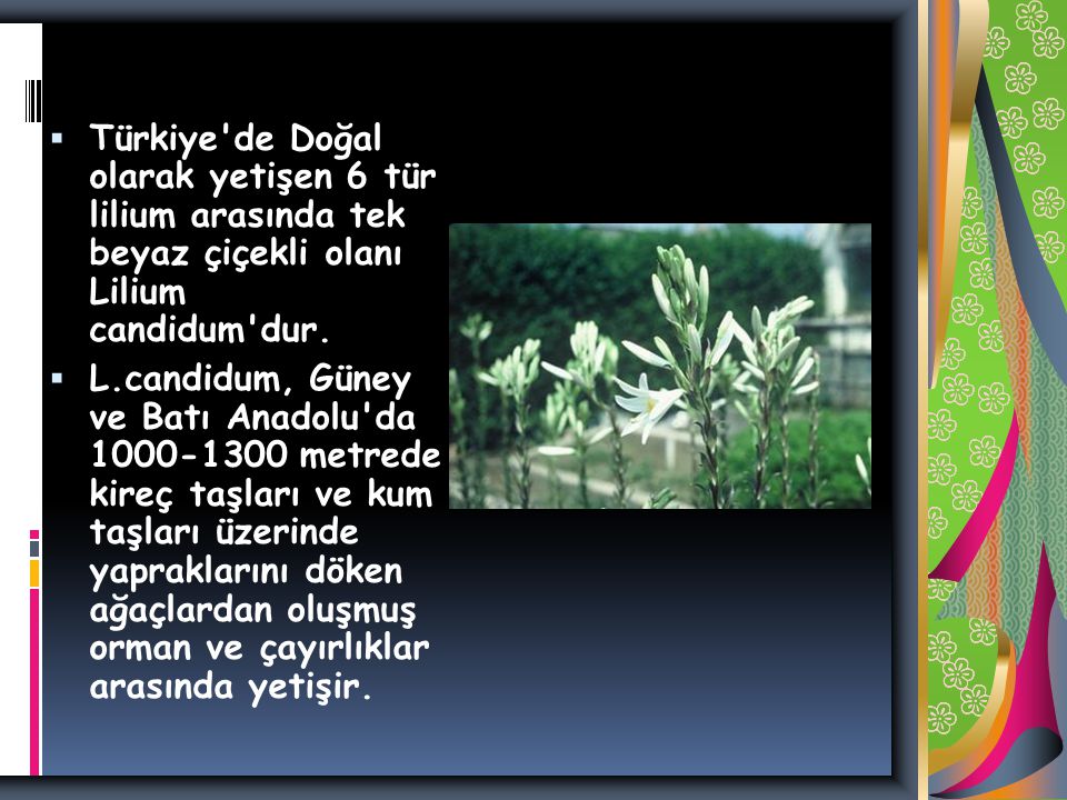 Türkiye de Doğal olarak yetişen 6 tür lilium arasında tek beyaz çiçekli olanı Lilium candidum dur.