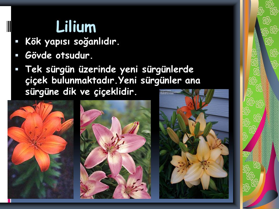 Lilium Kök yapısı soğanlıdır. Gövde otsudur.