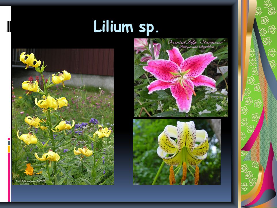 Lilium sp.