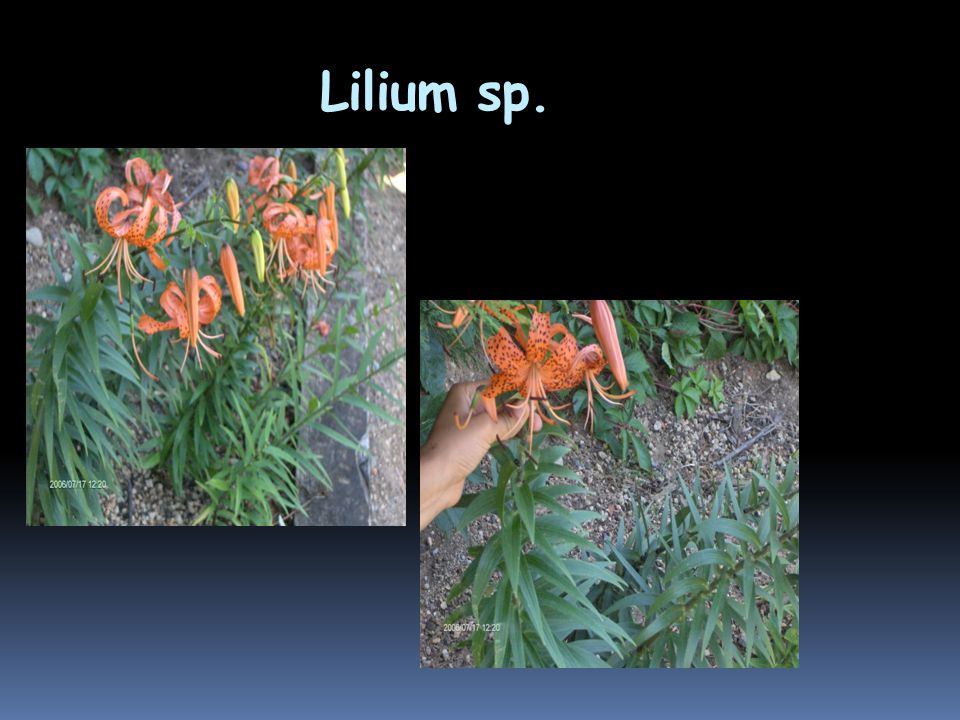 Lilium sp.