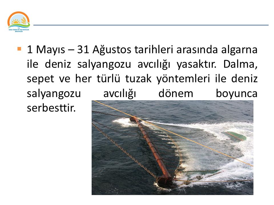 1 Mayıs – 31 Ağustos tarihleri arasında algarna ile deniz salyangozu avcılığı yasaktır.