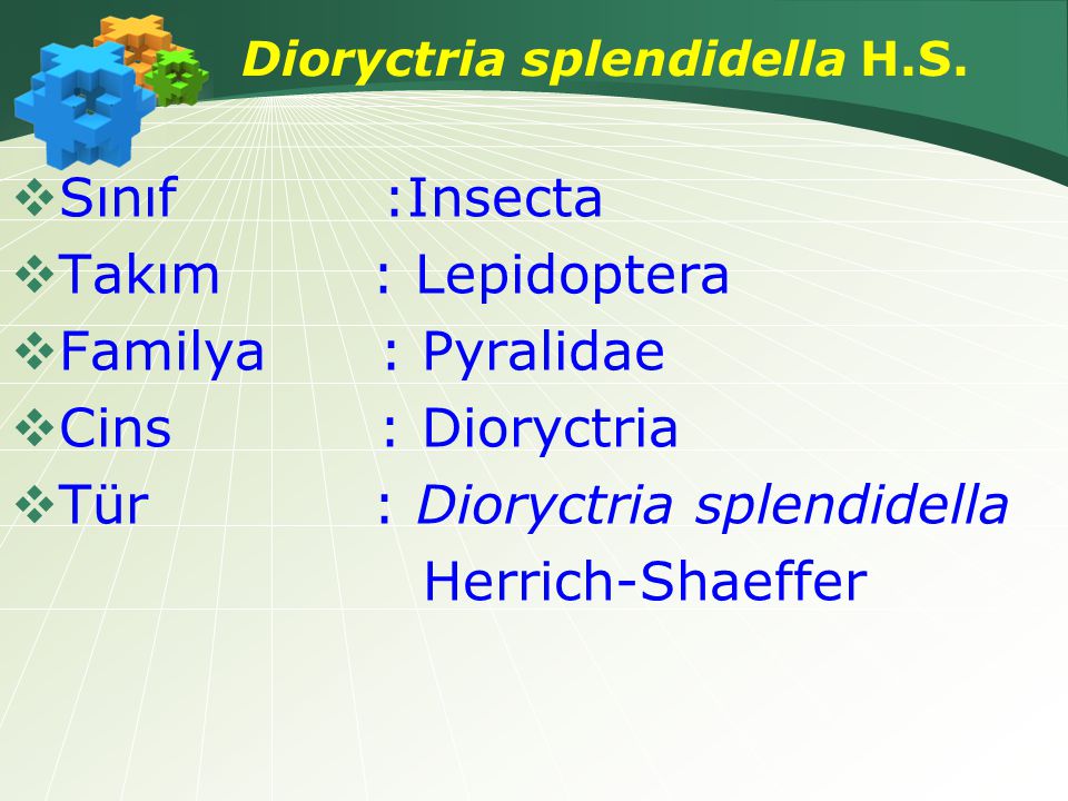 Dioryctria splendidella H.S.