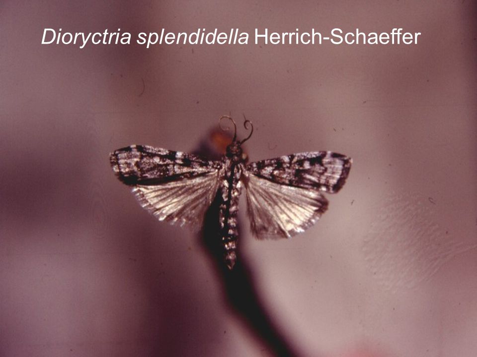 Dioryctria splendidella Herrich-Schaeffer