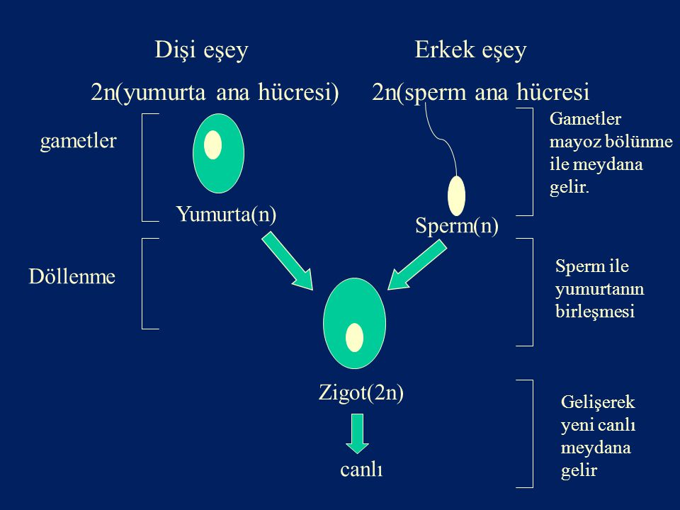 Dişi eşey Erkek eşey 2n(yumurta ana hücresi) 2n(sperm ana hücresi