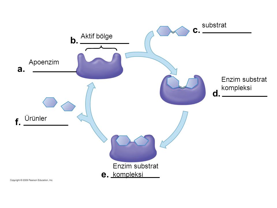 enzim özellikleri, enzimlerin yapısı