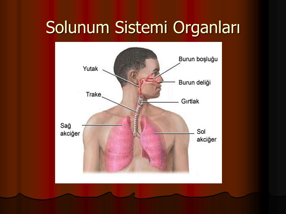 Solunum Sistemi Organları