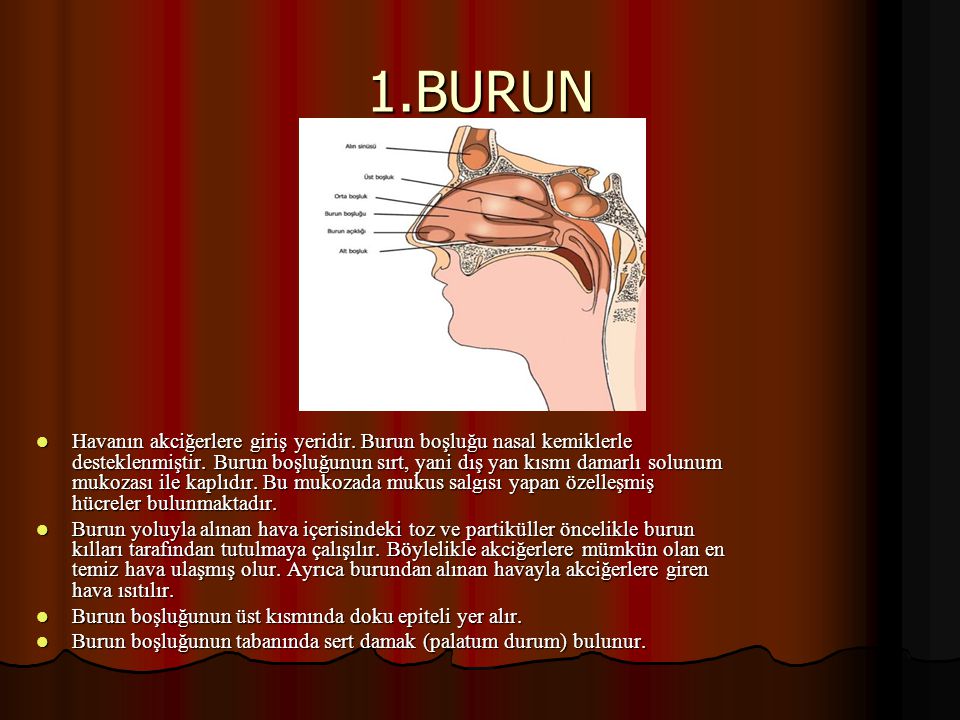 1.BURUN