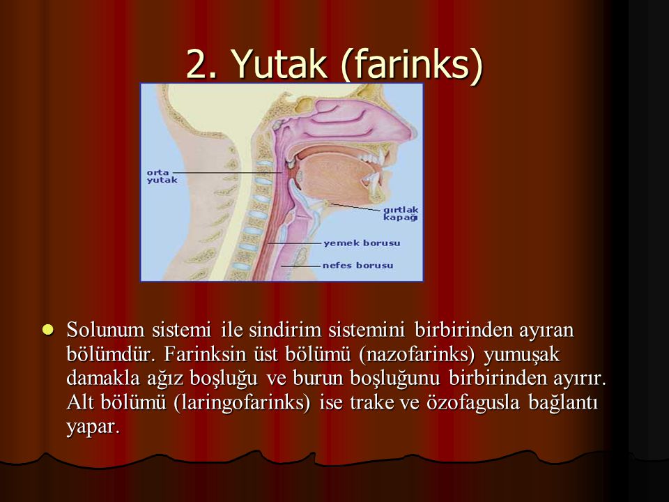 2. Yutak (farinks)