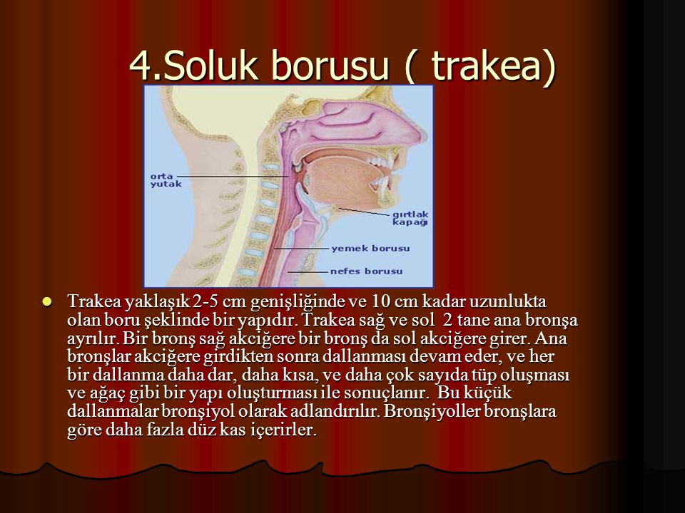 4.Soluk borusu ( trakea)