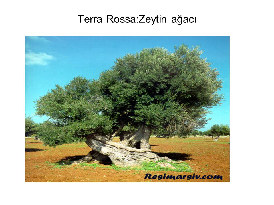 Terra Rossa:Zeytin ağacı
