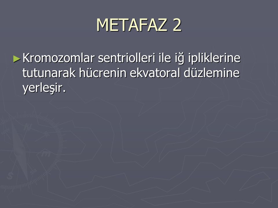 METAFAZ 2 Kromozomlar sentriolleri ile iğ ipliklerine tutunarak hücrenin ekvatoral düzlemine yerleşir.