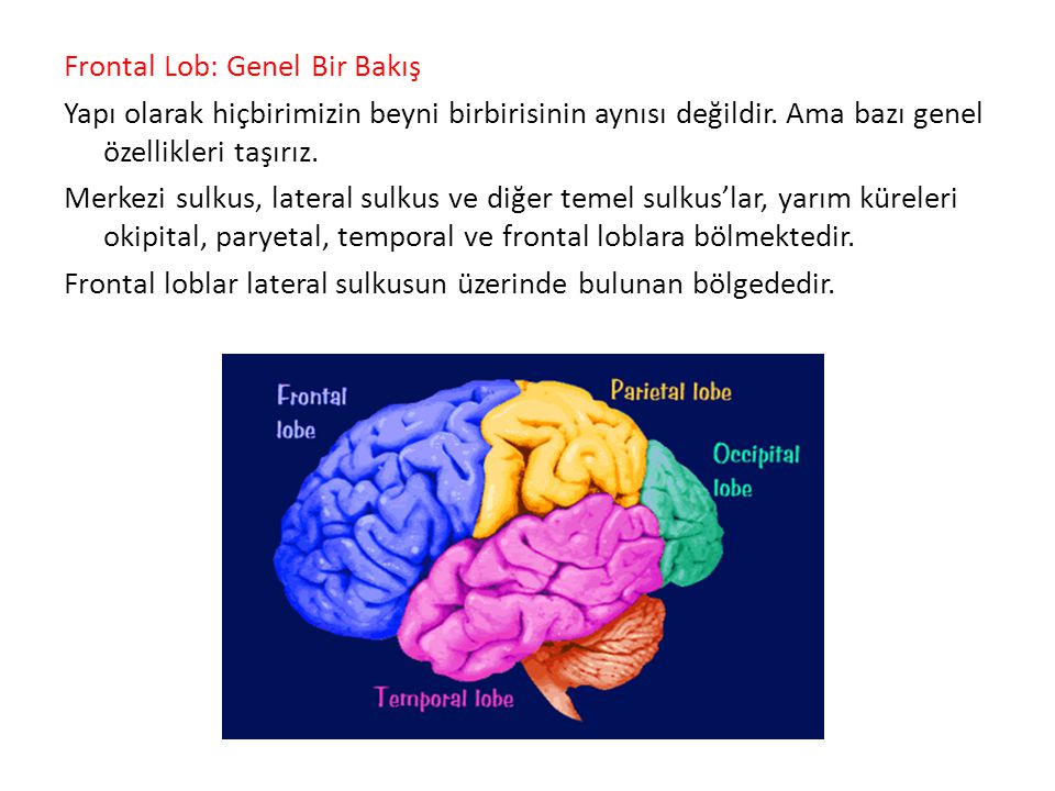 Ayrik Beyin Sinirbilim