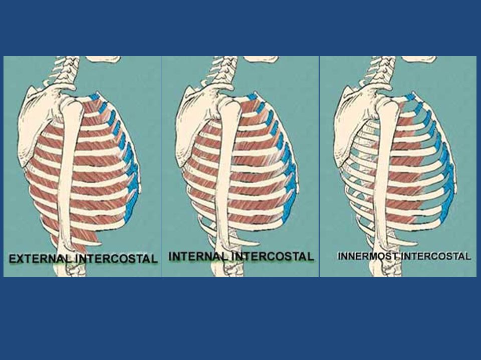 The muscles of the thorax consist of the intercostals and diaphragm