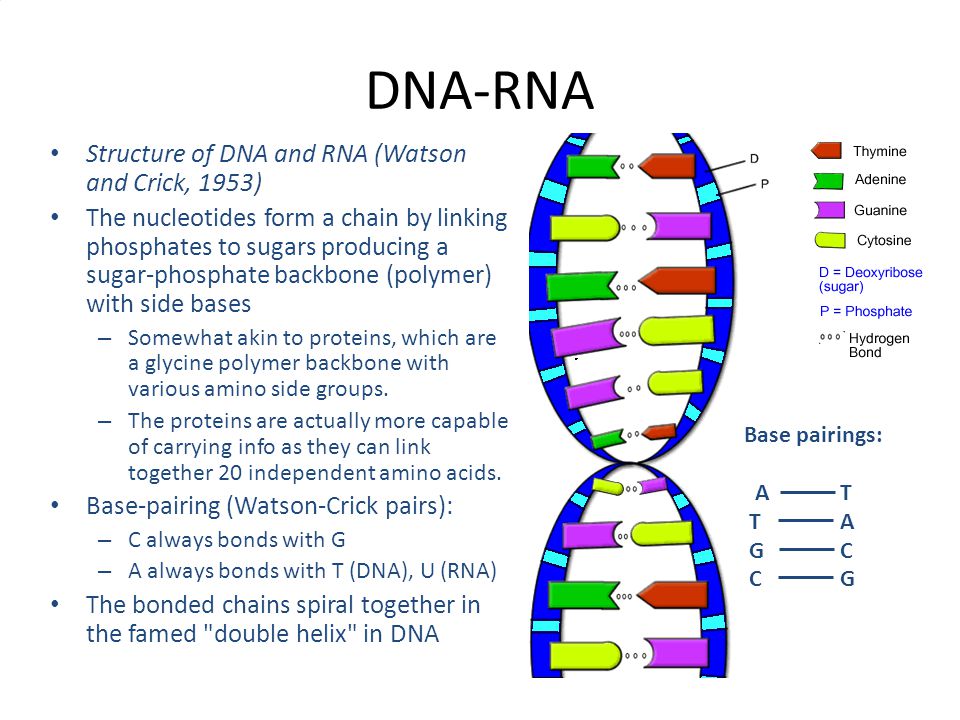 Днк и рнк это. RNA and DNA structure. RNA structure structure. The DNA or RNA. ДНК vs РНК.