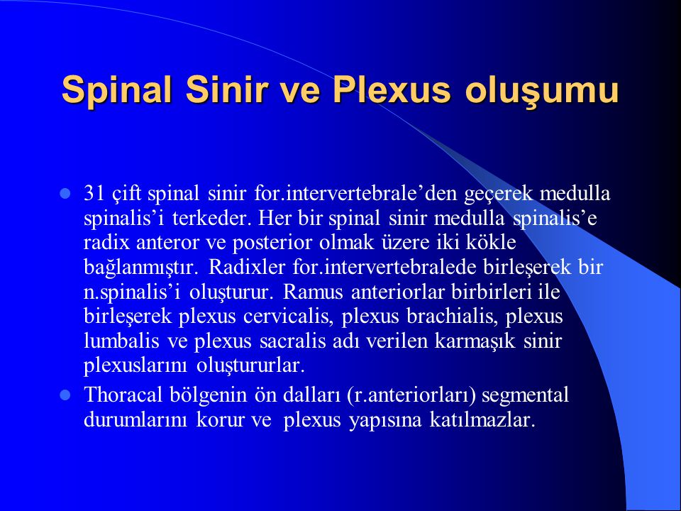 Spinal Sinir ve Plexus oluşumu