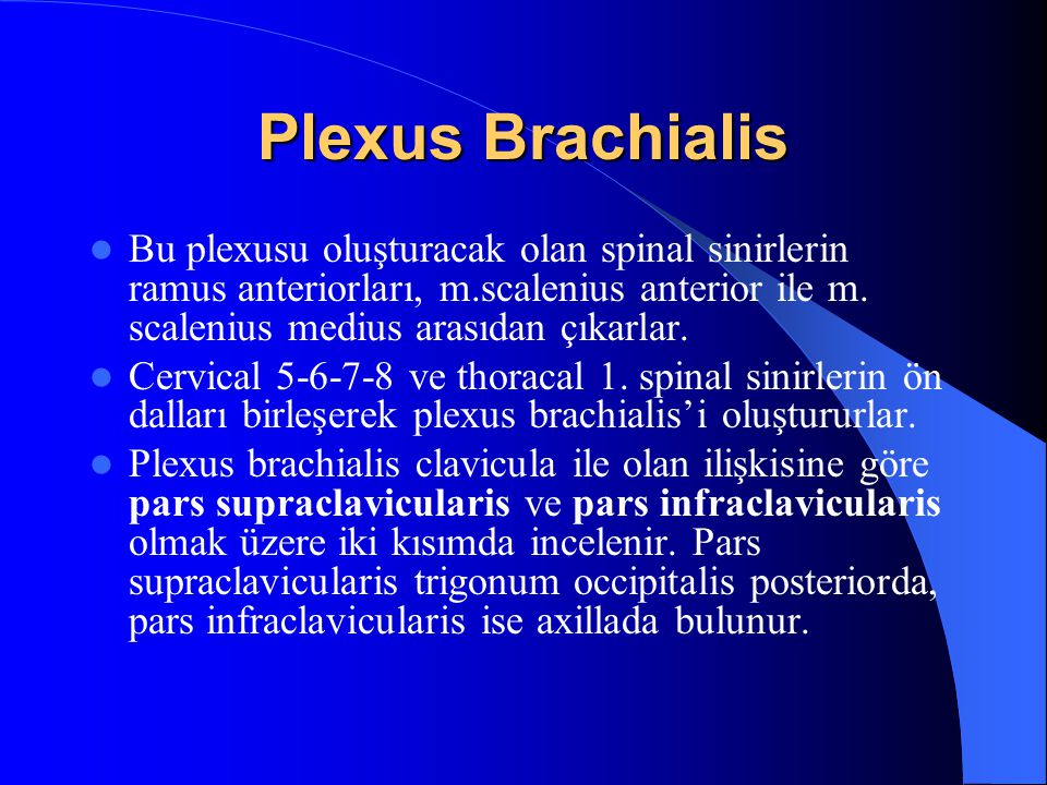 Plexus Brachialis Bu plexusu oluşturacak olan spinal sinirlerin ramus anteriorları, m.scalenius anterior ile m. scalenius medius arasıdan çıkarlar.