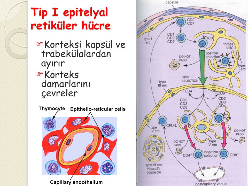 Tip I epitelyal retiküler hücre