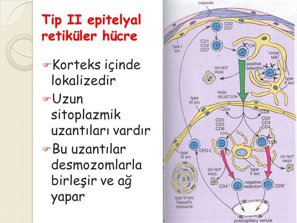 Tip II epitelyal retiküler hücre