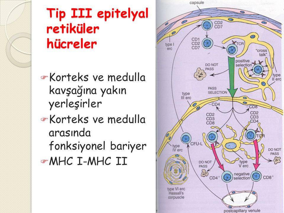 Tip III epitelyal retiküler hücreler