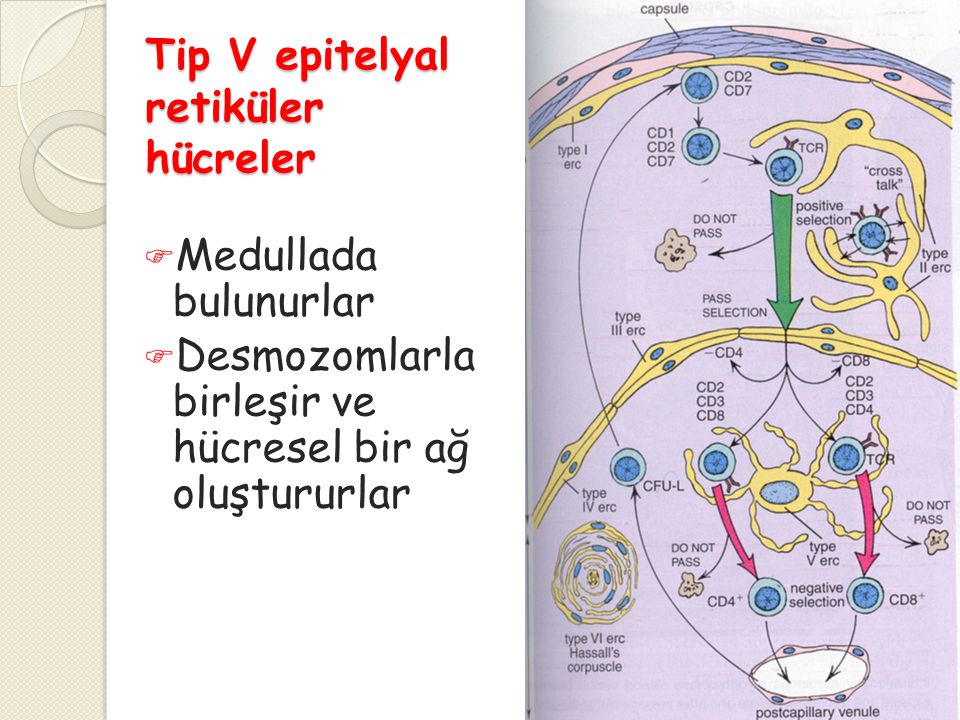 Tip V epitelyal retiküler hücreler