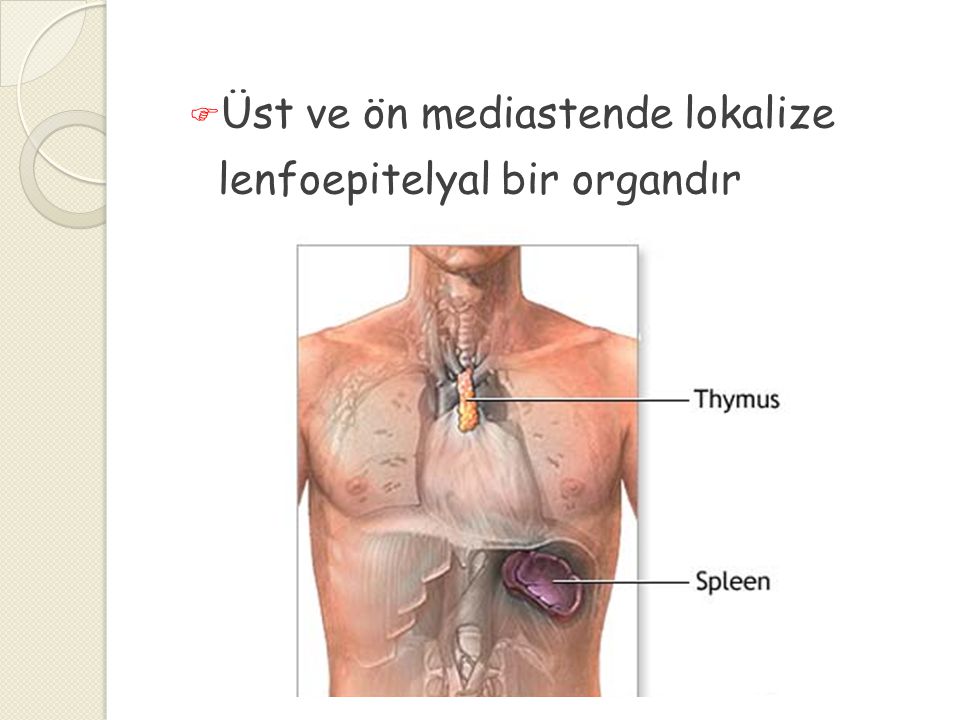 Üst ve ön mediastende lokalize lenfoepitelyal bir organdır
