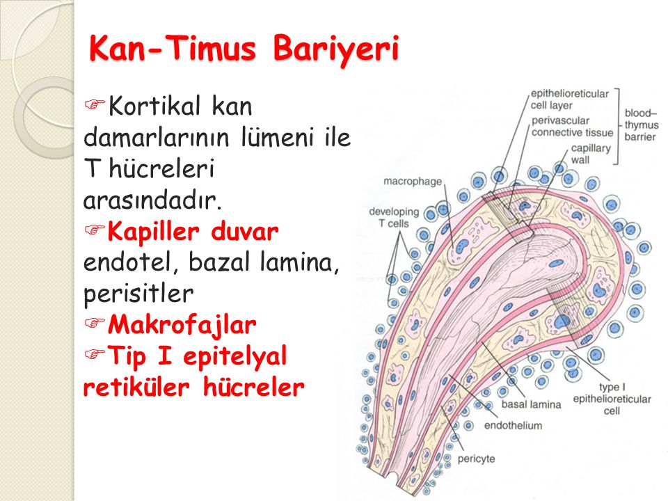 Kan-Timus Bariyeri Kortikal kan damarlarının lümeni ile T hücreleri arasındadır. Kapiller duvar; endotel, bazal lamina, perisitler.