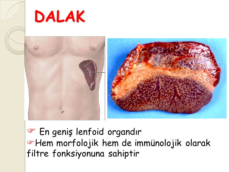 DALAK En geniş lenfoid organdır