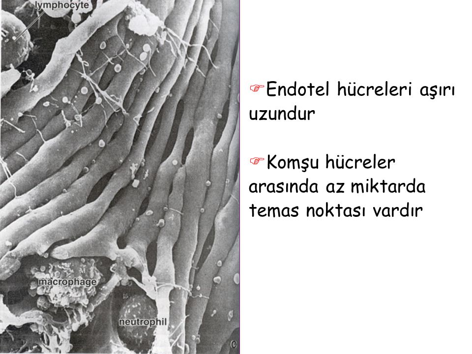 Endotel hücreleri aşırı uzundur