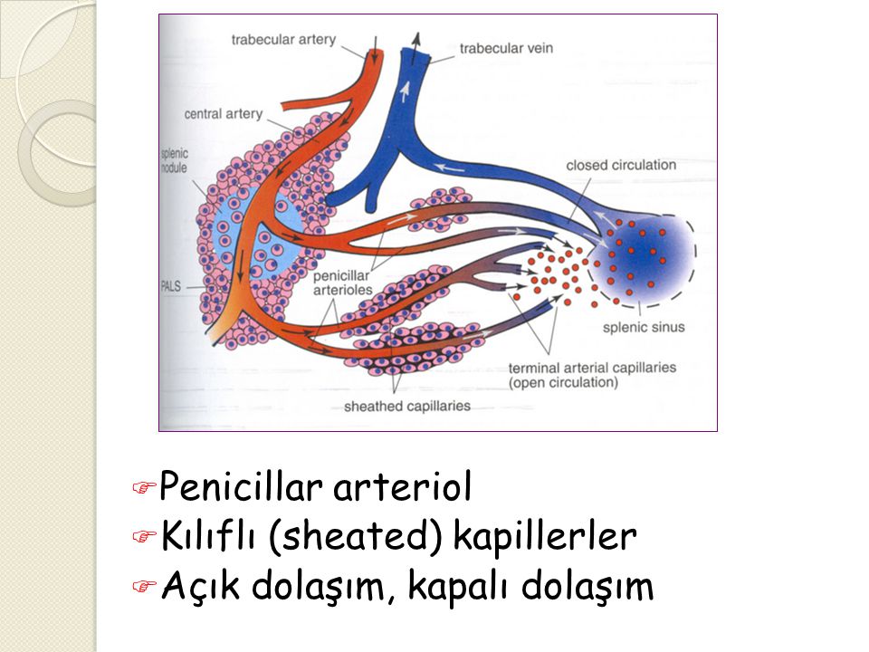 Penicillar arteriol Kılıflı (sheated) kapillerler Açık dolaşım, kapalı dolaşım