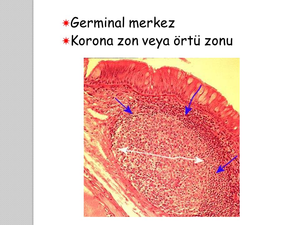Germinal merkez Korona zon veya örtü zonu