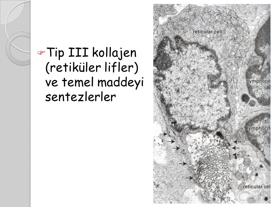Tip III kollajen (retiküler lifler) ve temel maddeyi sentezlerler