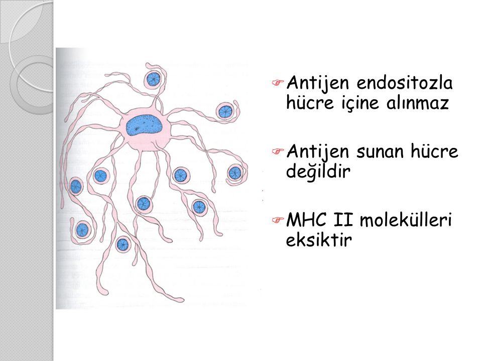 Antijen endositozla hücre içine alınmaz