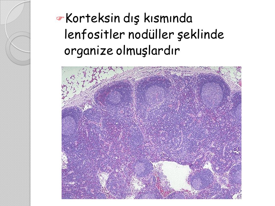 Korteksin dış kısmında lenfositler nodüller şeklinde organize olmuşlardır