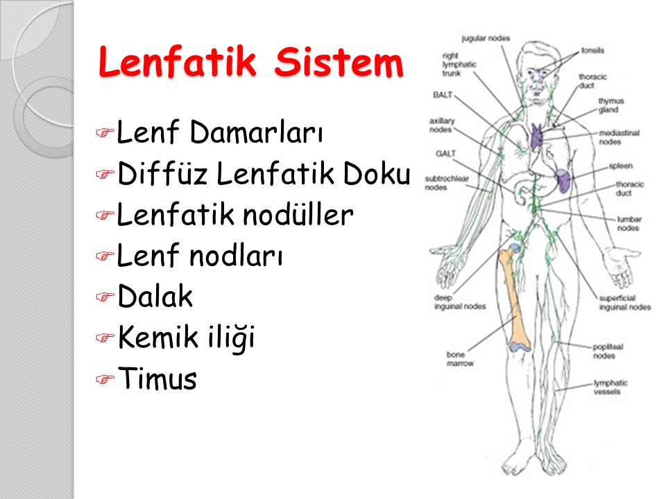 Lenfatik Sistem Lenf Damarları Diffüz Lenfatik Doku Lenfatik nodüller